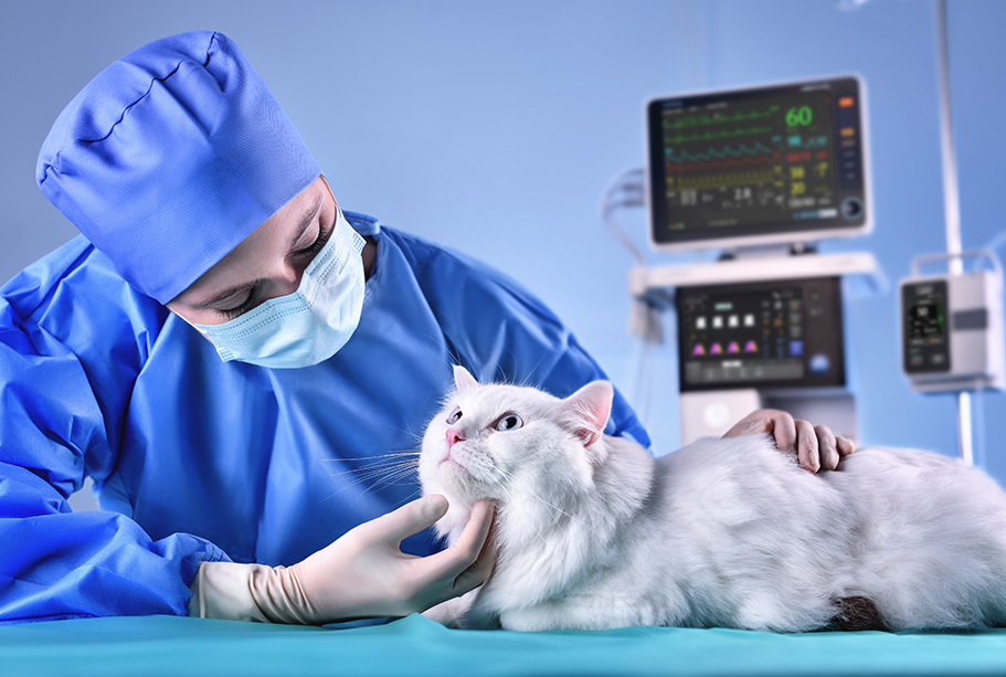 Mindray Animal Medical