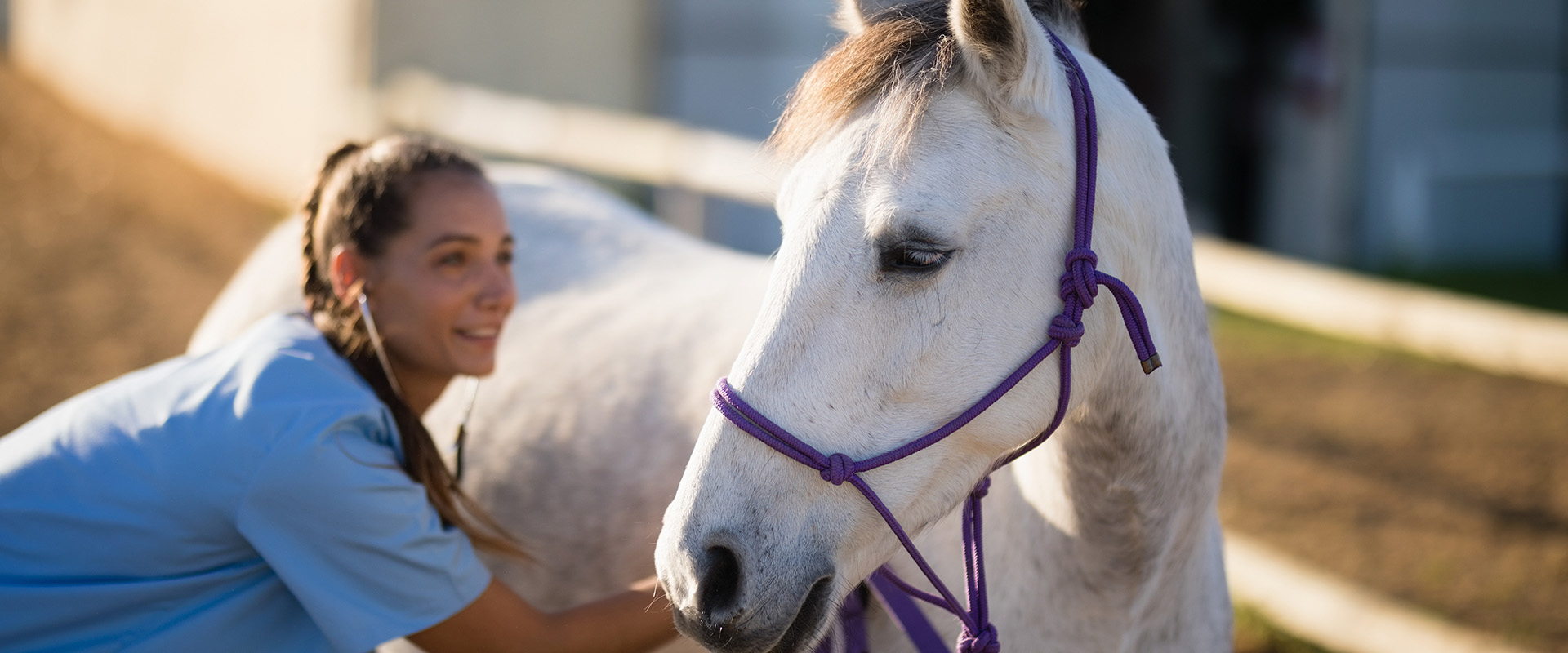 Equine