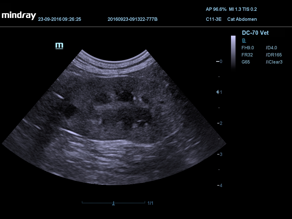 Renal cyst of cat