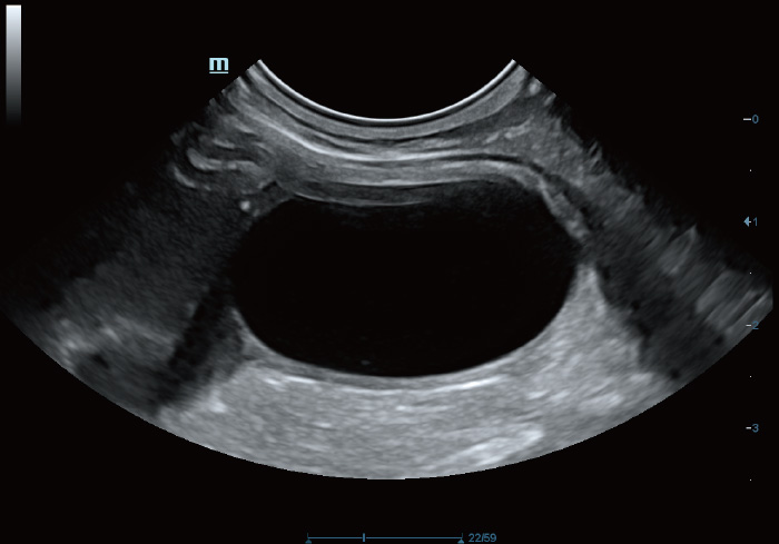 Canine Bladder