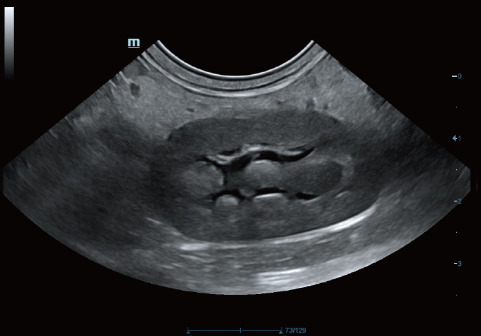 Canine Kidney