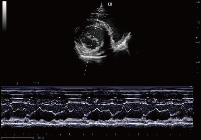 M Mode of Canine Heart