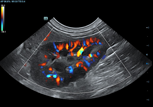 Canine Kidney