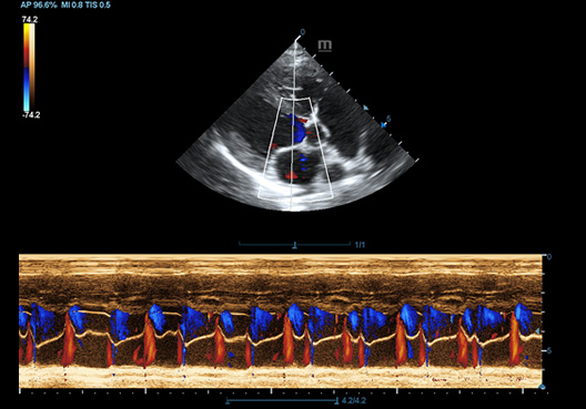 Color M mode of Canine Heart