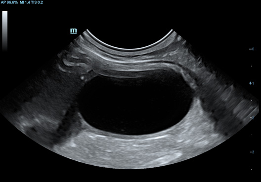 Feline Bladder