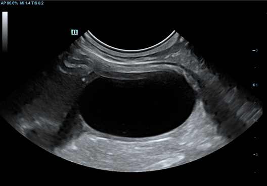 Feline Bladder