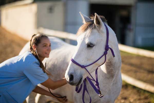 Equine 